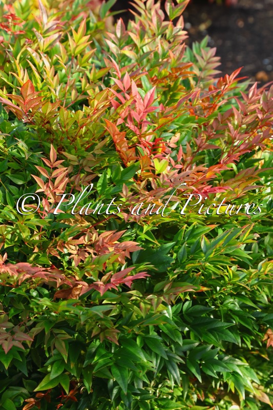 Nandina domestica ‘Seika’ (OBSESSED)