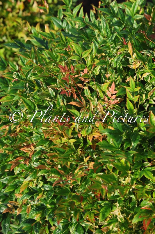 Nandina domestica ‘Twilight’