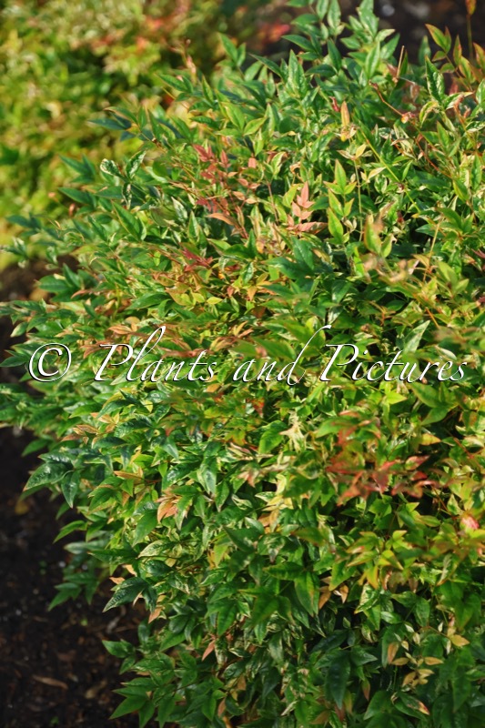 Nandina domestica ‘Twilight’