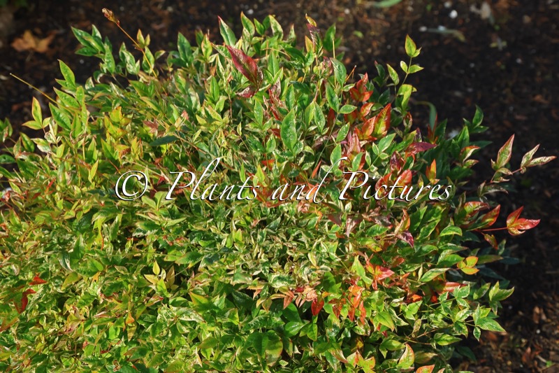 Nandina domestica ‘Twilight’