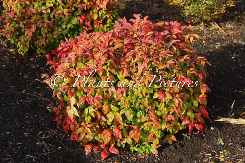 Nandina domestica ‘Aka’ (BLUSH PINK)