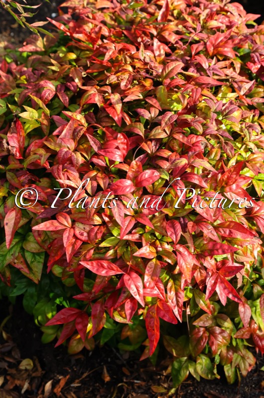 Nandina domestica ‘Aka’ (BLUSH PINK)