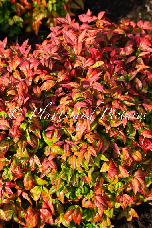 Nandina domestica ‘Aka’ (BLUSH PINK)