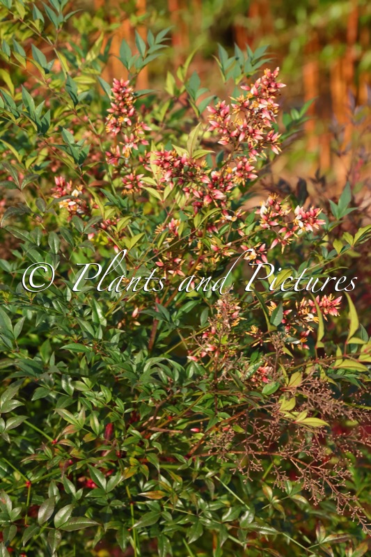 Nandina domestica ‘Manon’ (SUNSET BOULEVARD)