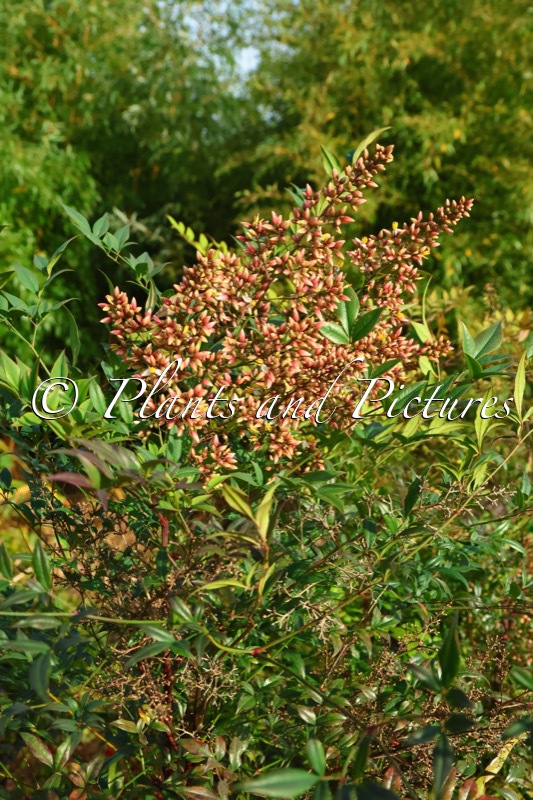 Nandina domestica ‘Manon’ (SUNSET BOULEVARD)
