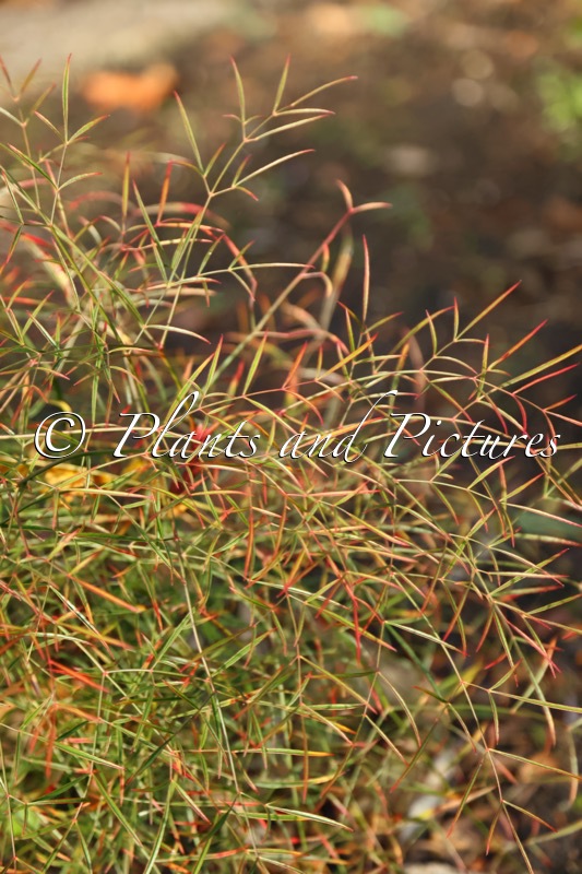 Nandina domestica ‘Filamentosa’