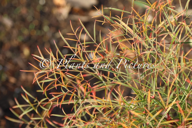 Nandina domestica ‘Filamentosa’