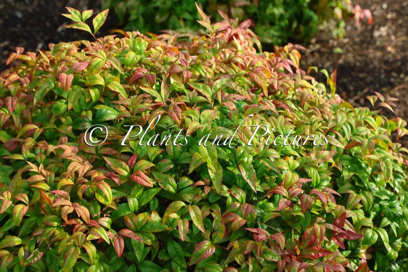 Nandina domestica ‘Fire Power’