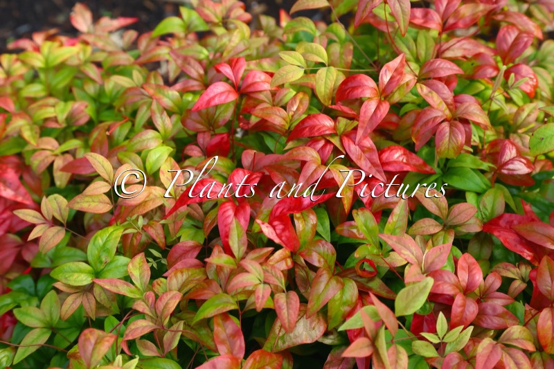 Nandina domestica ‘Fire Power’
