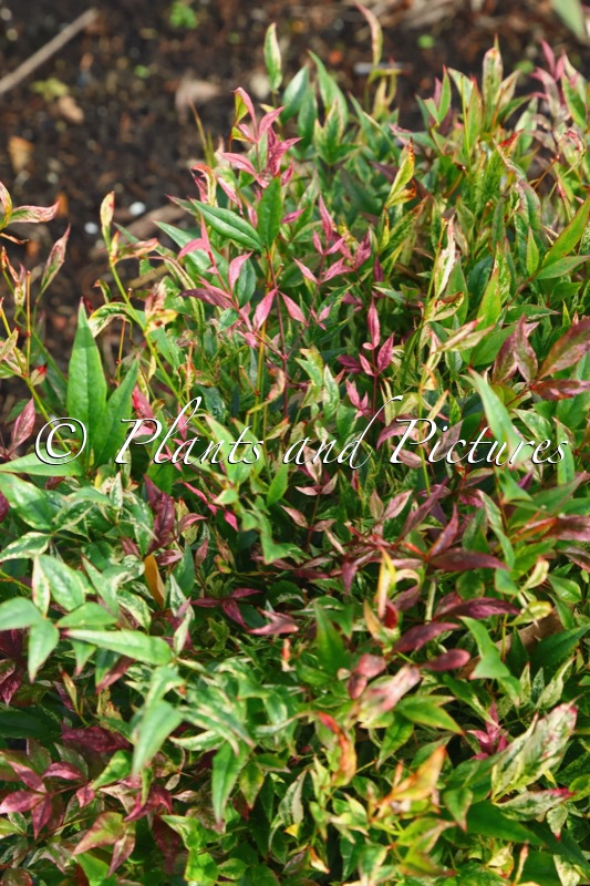 Nandina domestica ‘NRL2015’ (RED LIGHT)
