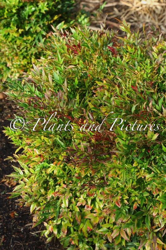 Nandina domestica ‘Gulf Stream’
