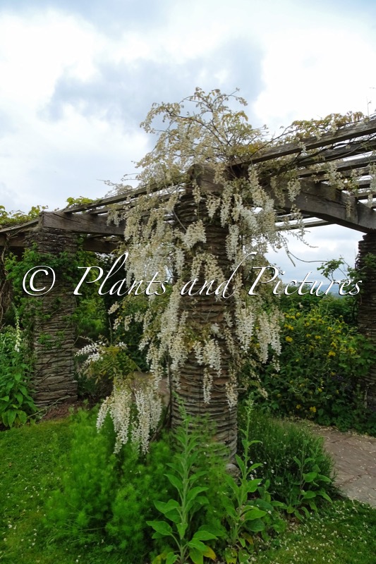 Wisteria sinensis ‘Alba’