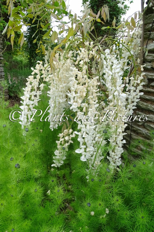 Wisteria sinensis ‘Alba’