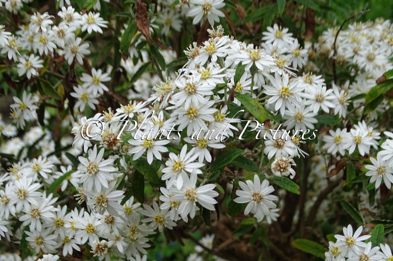 Olearia phlogopappa
