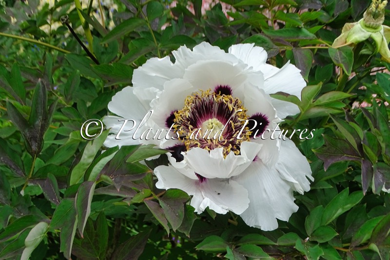 Paeonia rockii