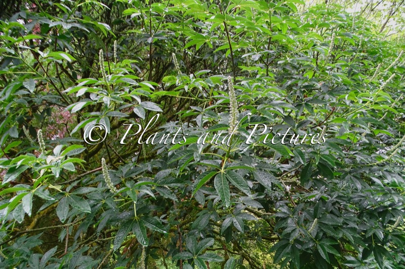Aesculus californica