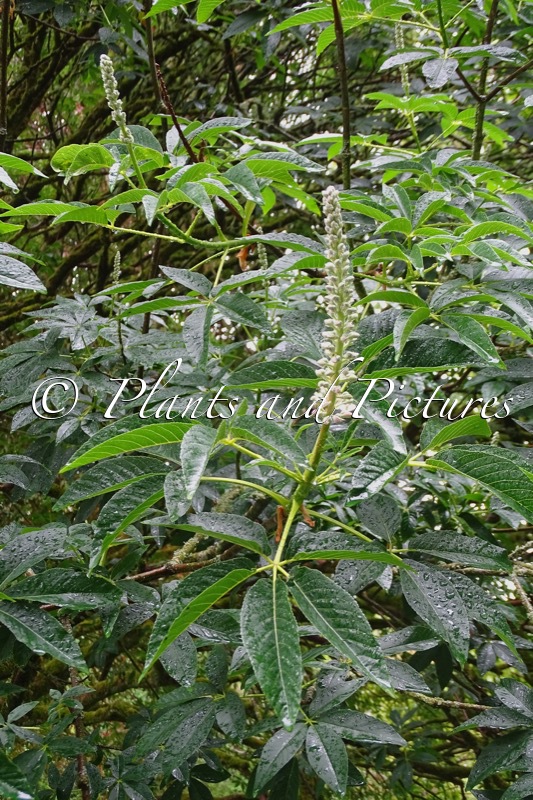 Aesculus californica