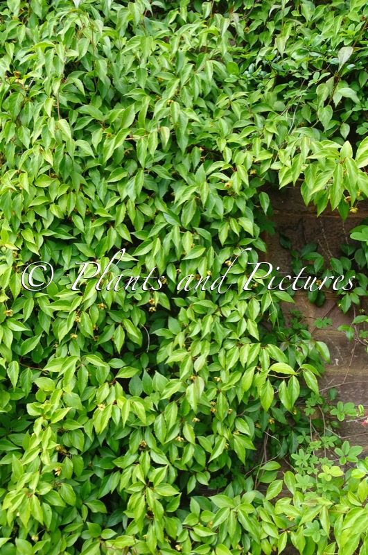 Schisandra sphenanthera