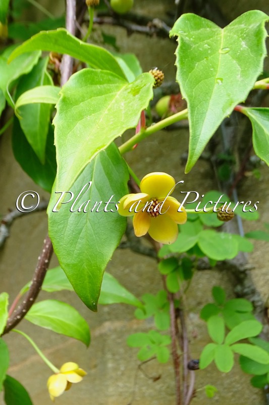 Schisandra sphenanthera