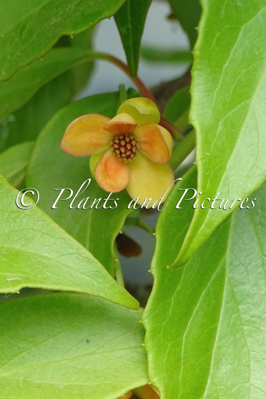 Schisandra sphenanthera