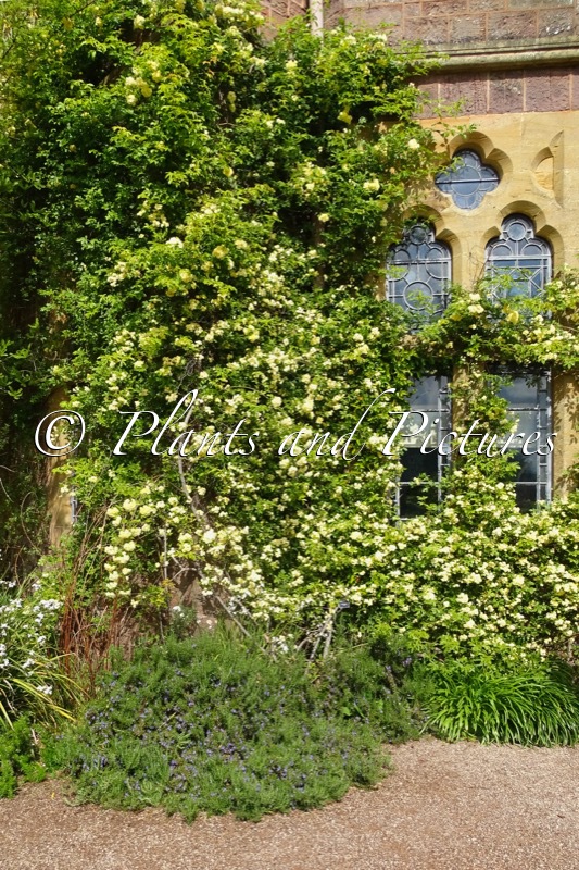 Rosa banksiae ‘Lutea’
