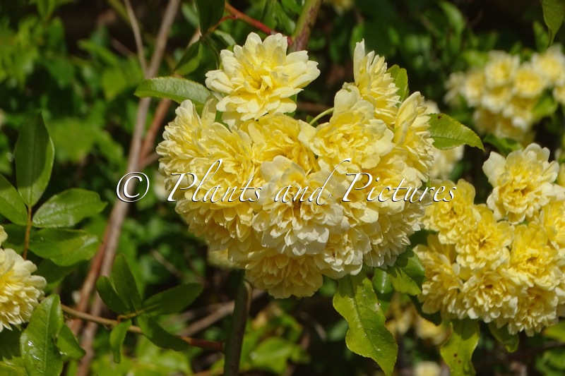 Rosa banksiae ‘Lutea’