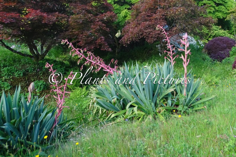 Beschorneria yuccoides