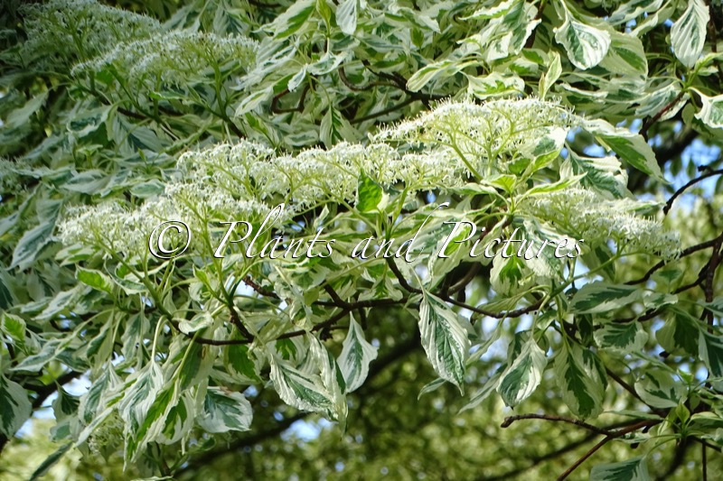Cornus controversa ‘Variegata’
