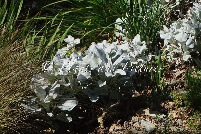 Senecio candicans ‘Senaw’ (ANGEL WINGS)