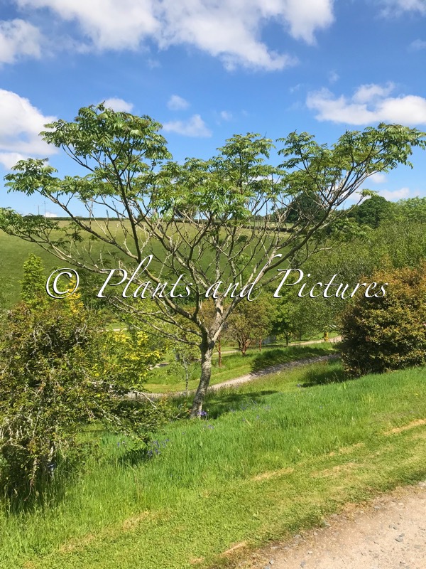 Zanthoxylum ailanthoides