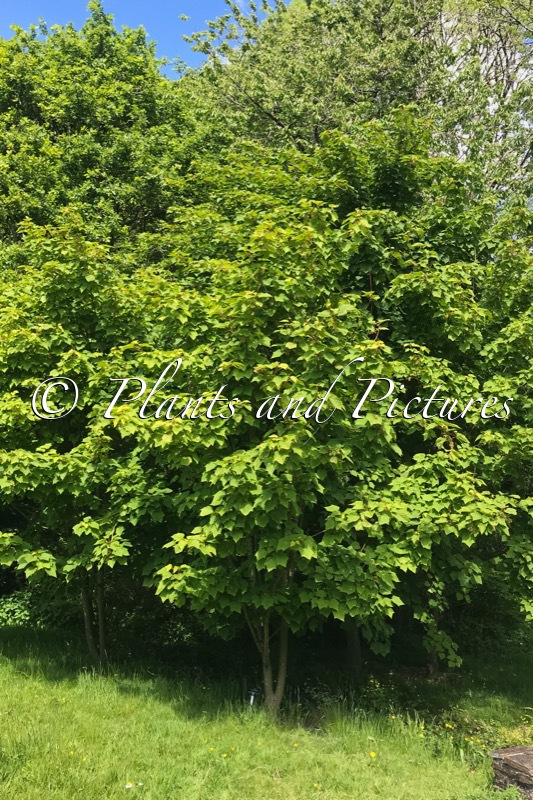 Acer ‘White Tigress’