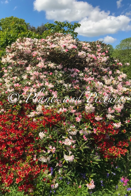 Rhododendron ‘Fabia Tangerine’ x  R. yakushimanum