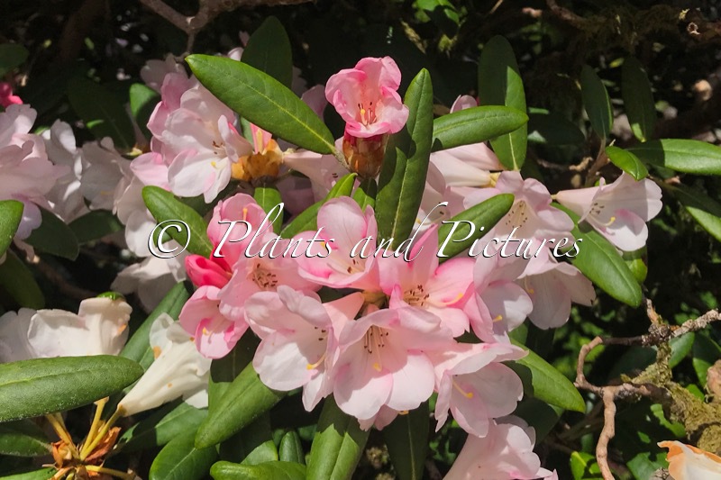 Rhododendron ‘Fabia Tangerine’ x  R. yakushimanum
