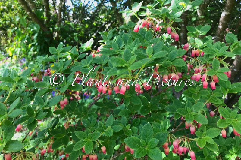 Rhododendron benhallii ‘Ylva’