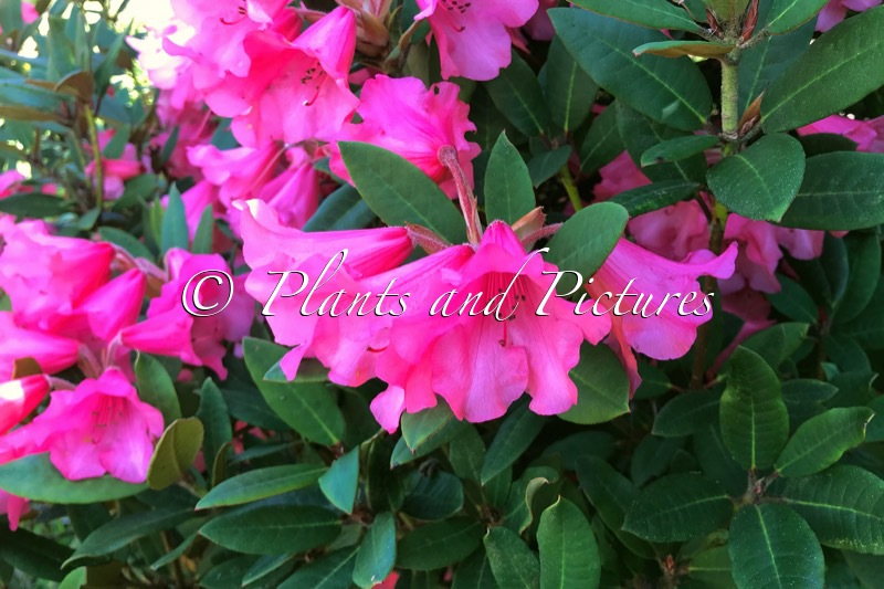 Rhododendron ‘Winsome’