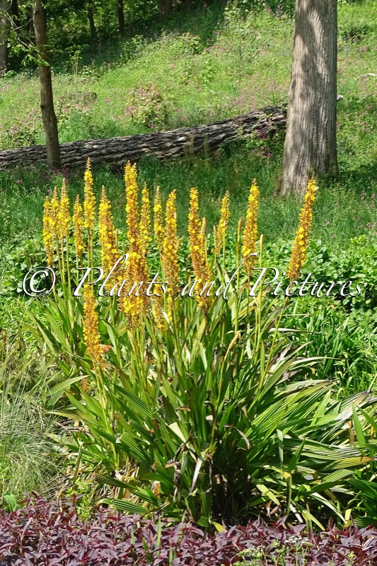 Wachendorfia thyrsiflora