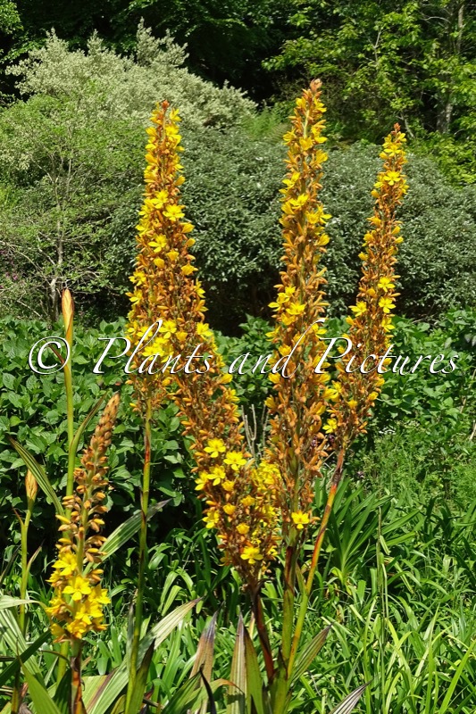 Wachendorfia thyrsiflora