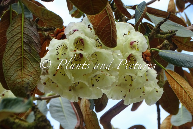 Rhododendron falconeri