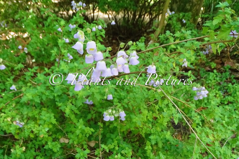 Jovellana violacea