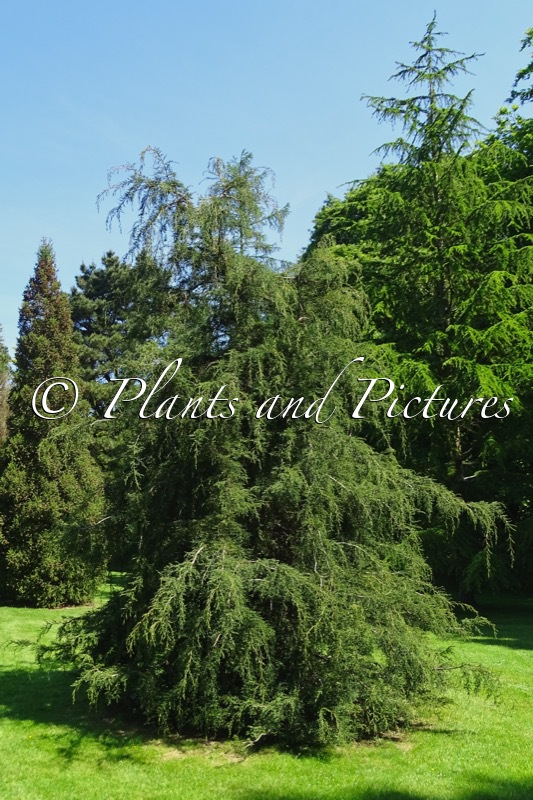 Fitzroya cupressoides