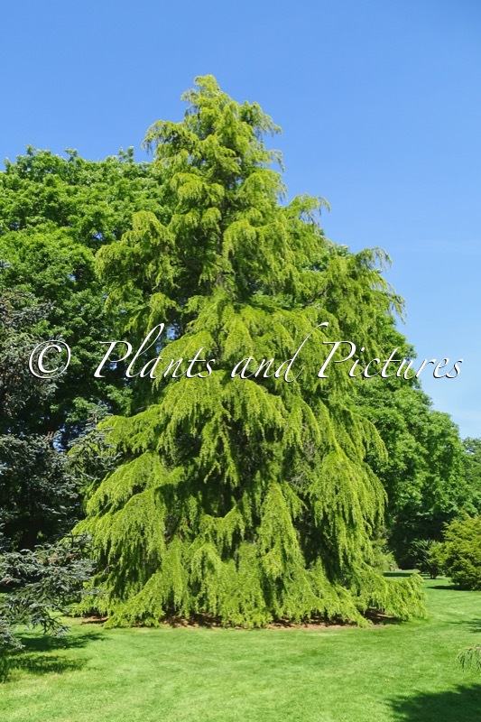 Cedrus deodara ‘Aurea’