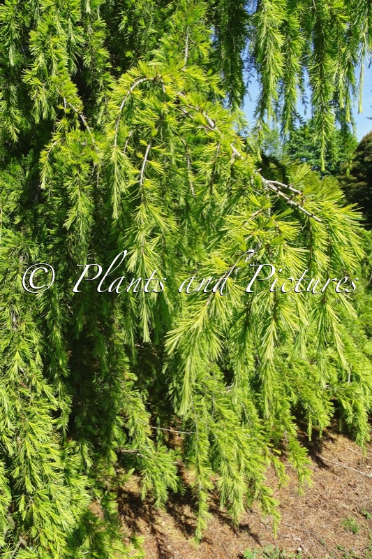 Cedrus deodara ‘Aurea’