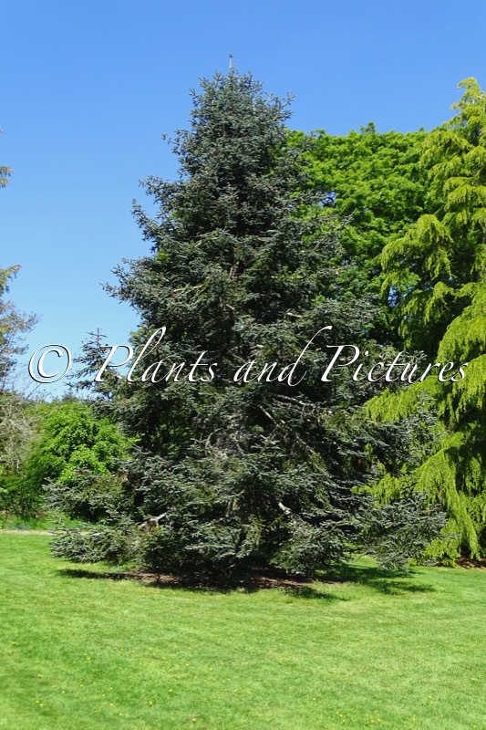 Abies procera ‘Glauca’