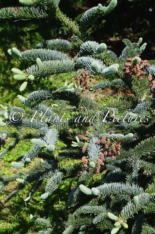 Abies procera ‘Glauca’