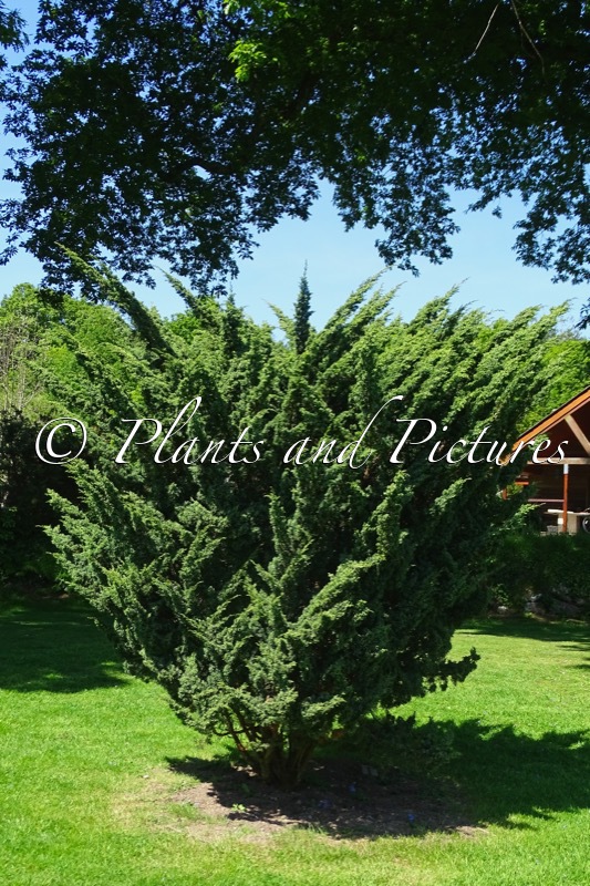 Juniperus chinensis ‘Blaauw’