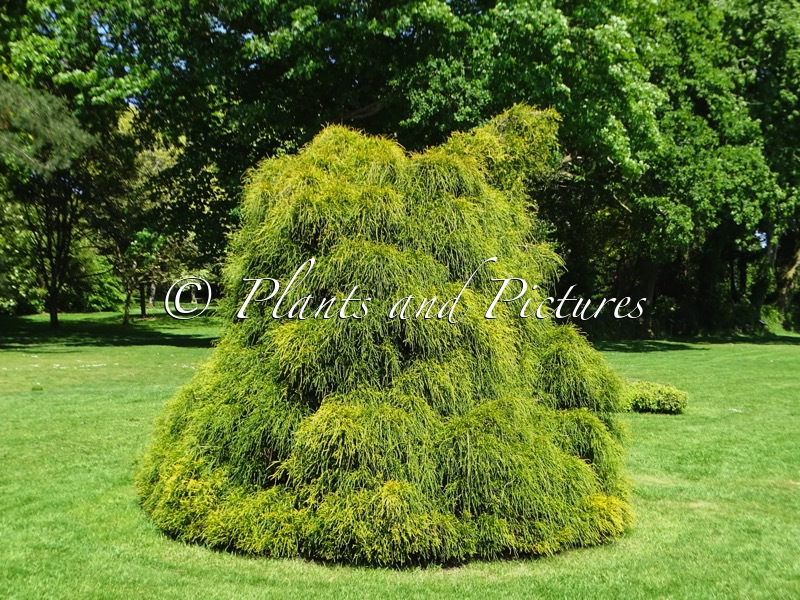 Chamaecyparis pisifera ‘Filifera Aurea’