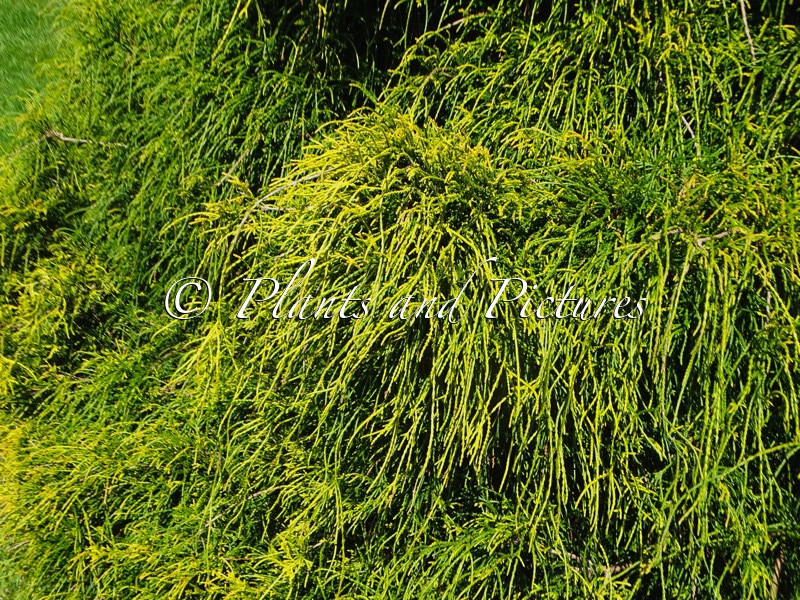 Chamaecyparis pisifera ‘Filifera Aurea’
