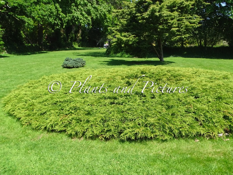 Microbiota decussata