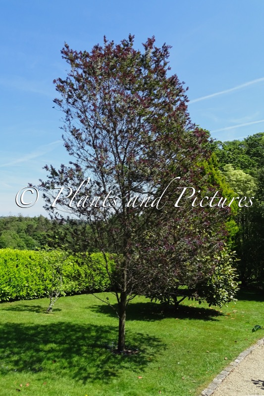 Acacia baileyana ‘Purpurea’