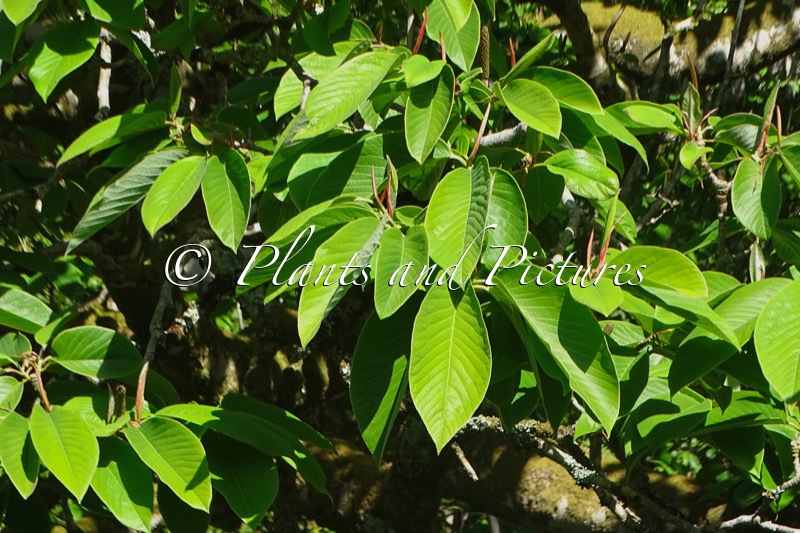 Magnolia campbellii